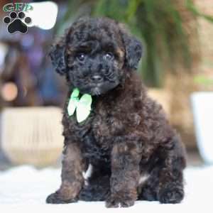 Sprout, Miniature Poodle Puppy